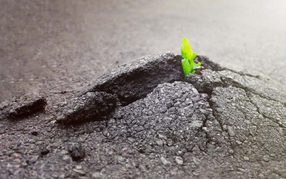 Plant breaking through the concrete, a metaphor for digital modernization under less-than-ideal circumstances