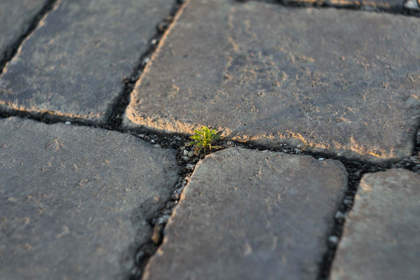 Plant sprouting through the cobblestones, representing surviving in the digital future